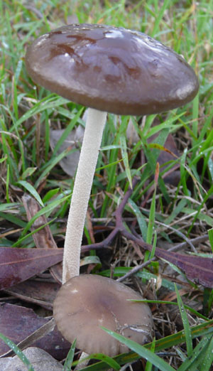 Rooting Shank (Oudemansiella gigaspora) Fungus at Woodlands Historic Park