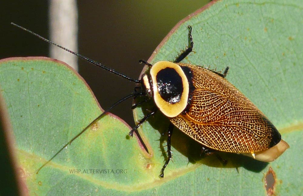 Australian Cockroach (Ellipsidion australe) at Woodlands Historic Park