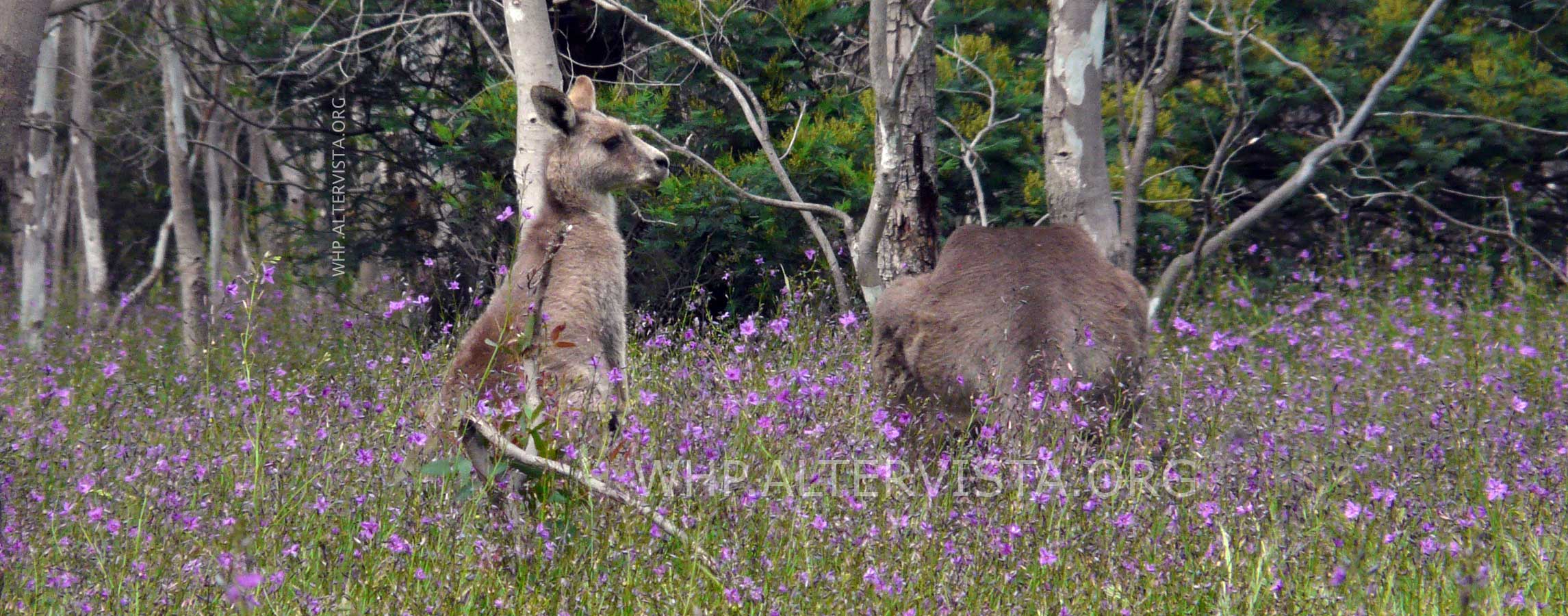Kangaroos in a patch of Chocolate Lilies on the former Greenvale Sanatorium Land in Woodlands Historic Park